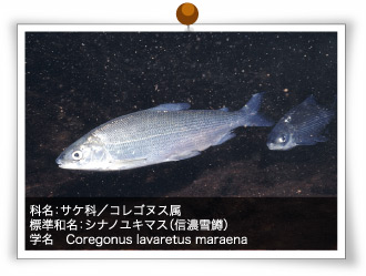 科名：サケ科／コレゴヌス属／標準和名：シナノユキマス（信濃雪鱒）／学名　Coregonus lavaretus maraena