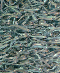シナノユキマスの稚魚の群れ